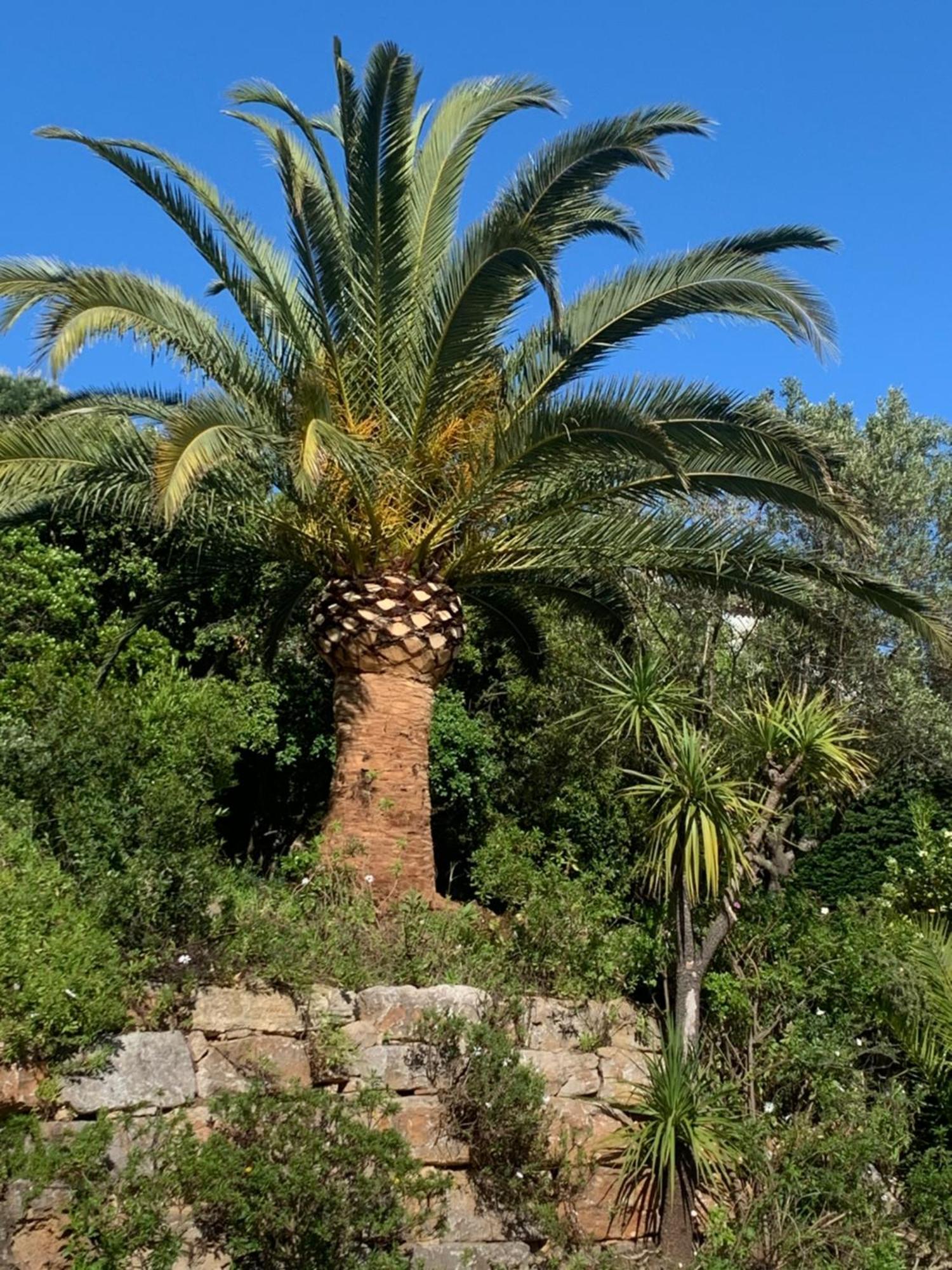 Paradis Provencal Acomodação com café da manhã Sainte-Maxime Exterior foto